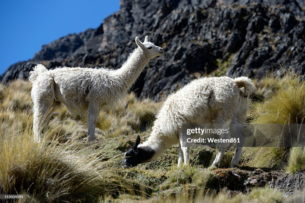 South America, La Paz Department, Altiplano, Llamas grazing