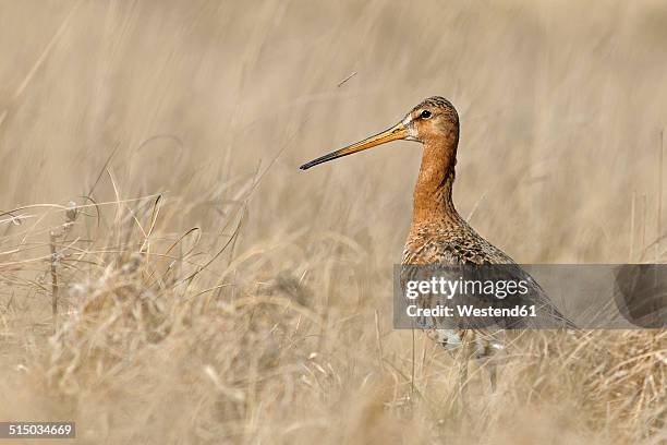 germany, schleswig-holstein, north frisia, black-tailed godwit, limosa limosa, standing in grass - north frisia stock pictures, royalty-free photos & images