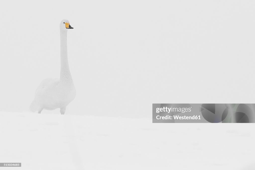 Germany, Schleswig-Holstein, Whooper swan, Cygnus cygnus, standing in the snow