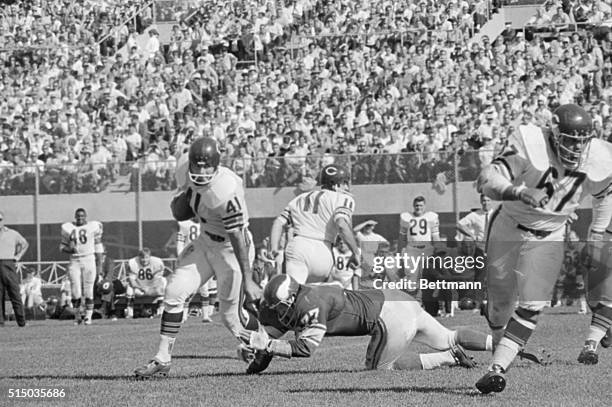 At Metropolitan Stadium Bears running back Brian Piccolo breaks Vikings defensive tackle Gary Larsen's tackle and scampers for 9-yards after taking a...