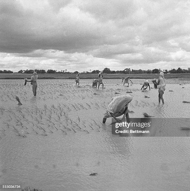 Patna, Bihar State, India: Finally, The Rains. Indian women plant rice seedlings in a flooded Bihar paddy. Even in a normal year the state produces...