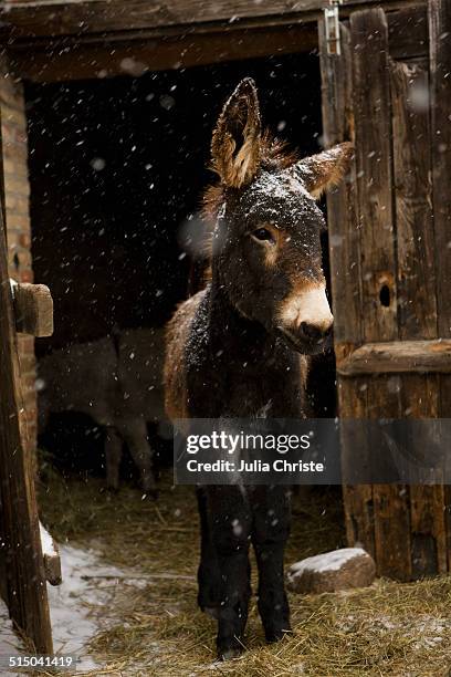 donkey standing in stable during snowing - estel day stock-fotos und bilder