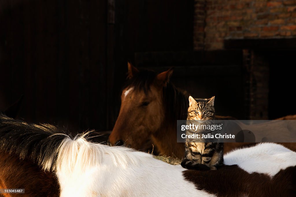 Tabby cat sitting on horse