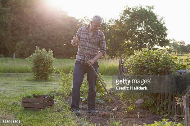mature man working in community garden - gardening fork stock pictures, royalty-free photos & images