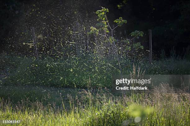 cut grass spraying in lawn - grass cut out stock pictures, royalty-free photos & images