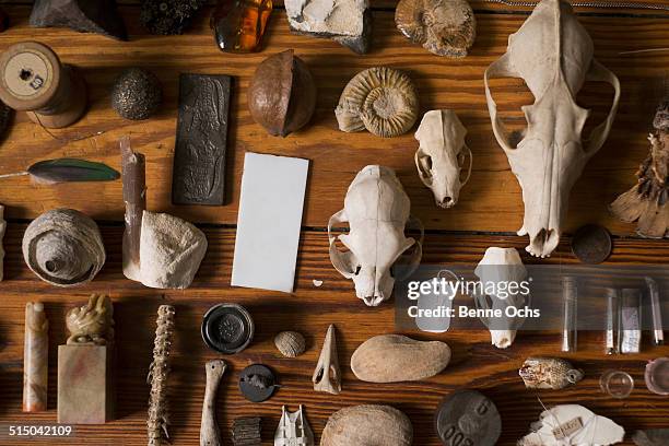 102 Animal Skull Collection Photos and Premium High Res Pictures - Getty Images 102 Animal Skull Collection Photos and Premium High Res Pictures - Getty Images