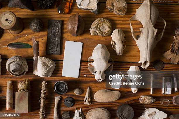 collection of ancient remains displayed on table - shell fossil stock pictures, royalty-free photos & images