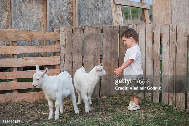 cute boy playing with baby goats outdoors - kitz stock-fotos und bilder