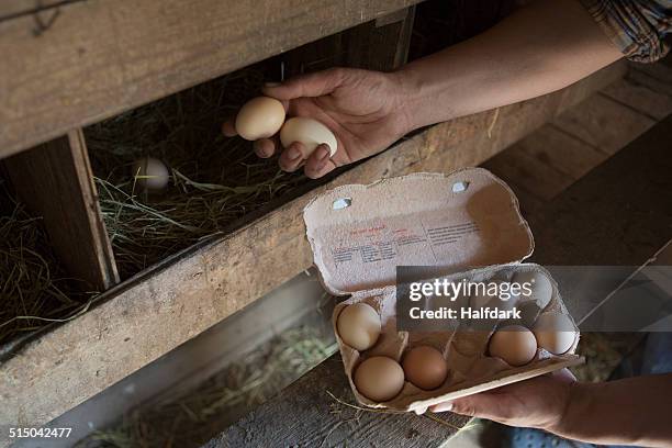 cropped image of man collecting egg at poultry farm - poulailler photos et images de collection