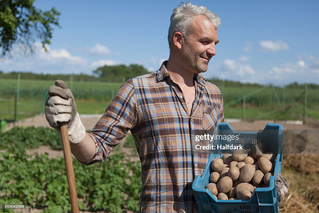Smiling mature man carrying crate of harvested potatoes at vegetable garden