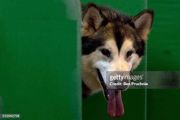 An Alaskan Malamute sits on a bench during the third day of Crufts 2016 on March 12, 2016 in Birmingham, England. First held in 1891, Crufts is said...