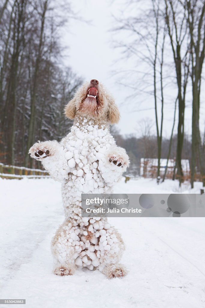 Dog rearing up in snow