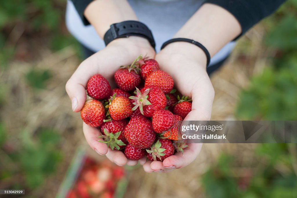 Close-up of hands holding freshly picked strawberries in field
