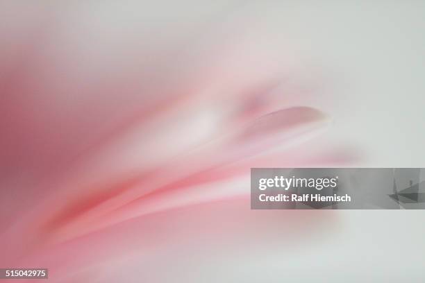 macro shot of pink flower against white background - softness ストックフォトと画像