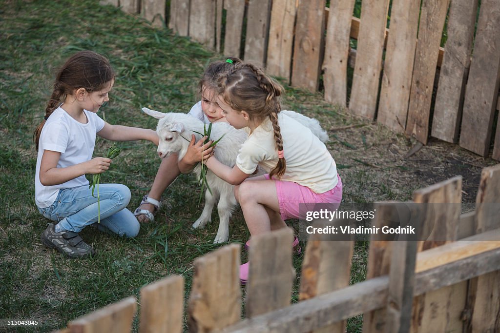 Girls playing with baby goat in park