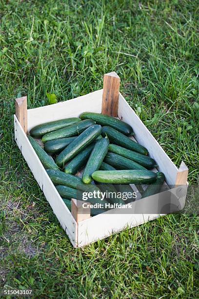 high angle view of freshly harvested cucumbers in crate on grass - brandenburg bildbanksfoton och bilder