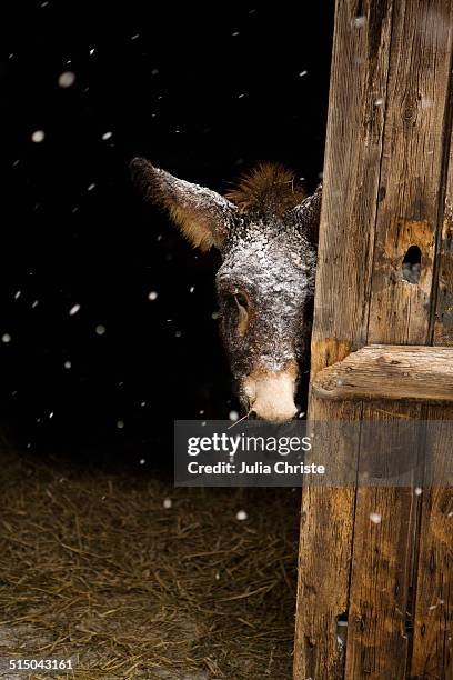 donkey standing in stable during snowing - estel day stock-fotos und bilder