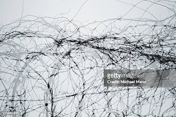 double exposure of barbed wire - tangle muster stock-fotos und bilder