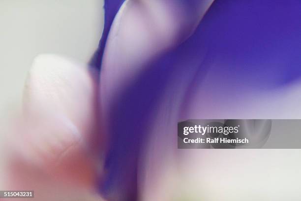 abstract image of white and purple flower over white background - makrofotografie stock-fotos und bilder