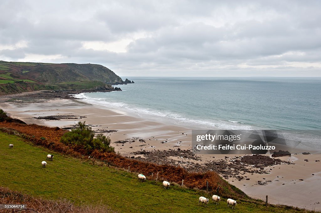 Sheep at seaside of La Hague in Normandy region in France.