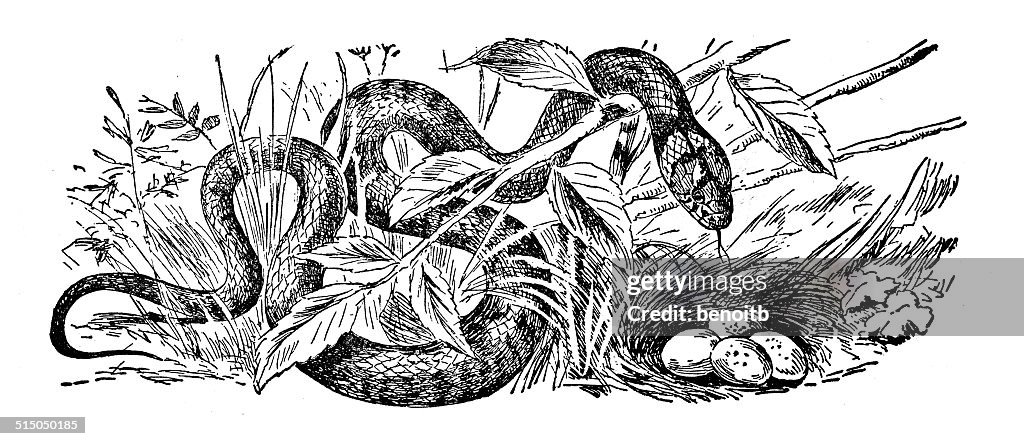 Grass Snake