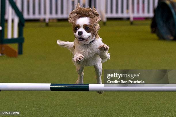 Dog competes in the agility competition on the third day of Crufts 2016 on March 12, 2016 in Birmingham, England. First held in 1891, Crufts is said...