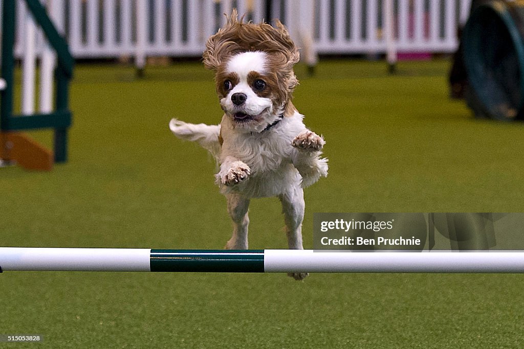 Crufts Dog Show 2016 - Day Three