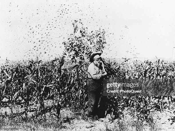 Swinging his arms in a futile battle against nature's pesky and devouring creatures, Swain Finch uses his tree limb weapon to beat off grasshoppers,...