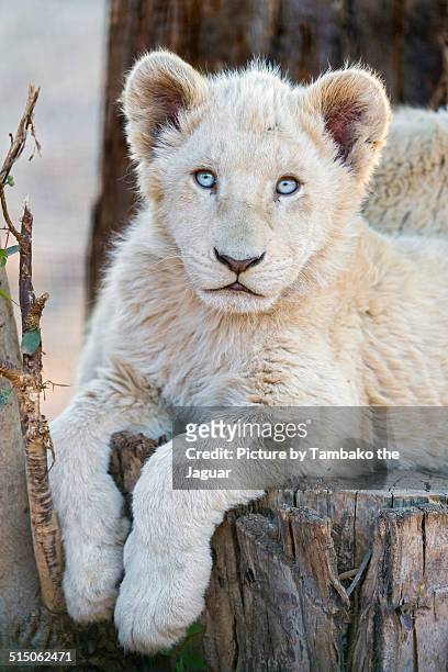 posing white lion cub - leão branco - fotografias e filmes do acervo