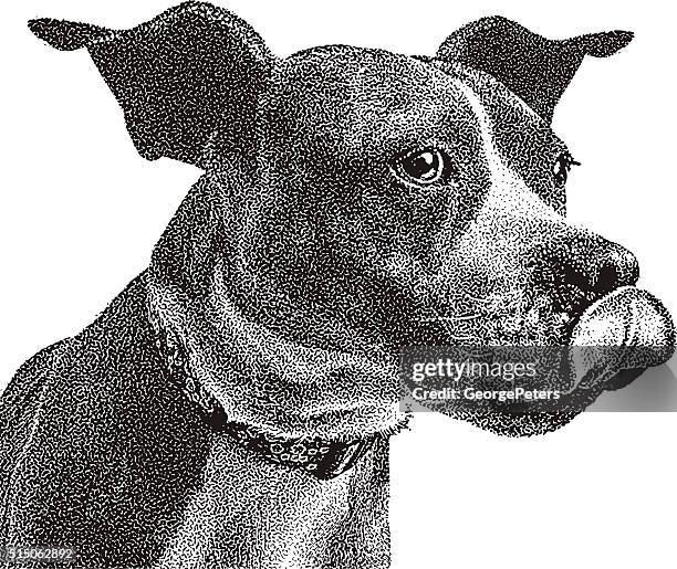 funny portrait of boxer and pit bull mixed breed dog - hungry stock illustrations