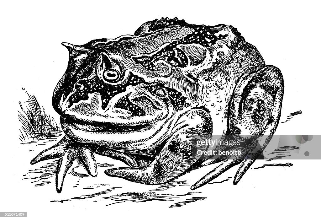 Horned Frog