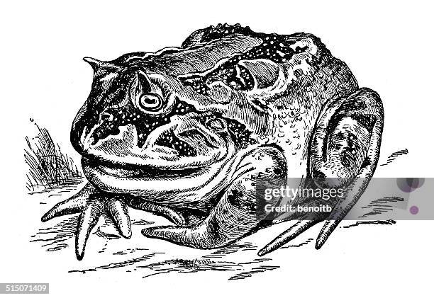 horned frog - giant frog stock illustrations