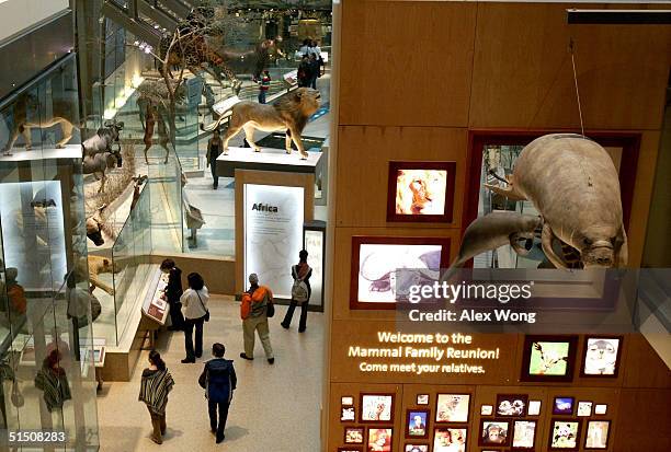 Visitors observe displays at the Kenneth E. Behring Family Hall of Mammals of the Smithsonian National Museum of Natural History October 19, 2004 in...