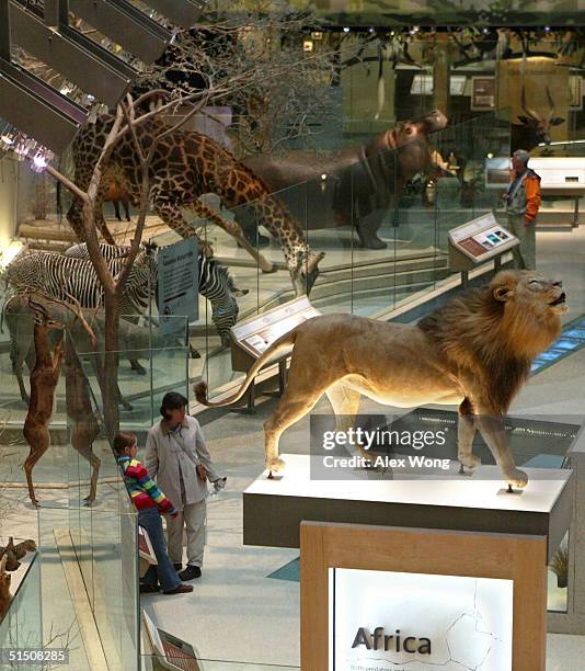 Visitors observe displays at the Kenneth E. Behring Family Hall of Mammals of the Smithsonian National Museum of Natural History October 19, 2004 in...