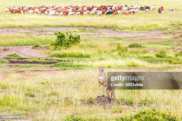 cheetah watching with masai cattle herd - cheetah stock pictures, royalty-free photos & images