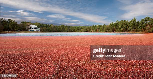cranberry bog new jersey - cranberry bog new jersey - fotografias e filmes do acervo