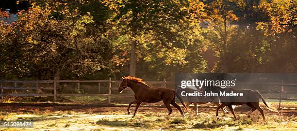horses running in a field - morristown stock pictures, royalty-free photos & images