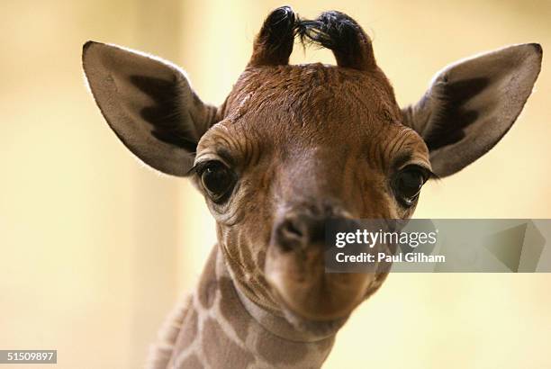 Whipsnade's new male baby giraffe - which is yet to be named - meets the outside world at Whipsnade Wild Animal Park on October 20, 2004 in...