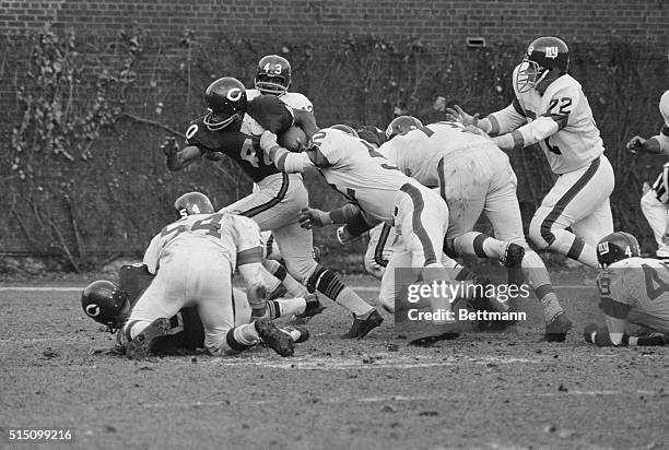 Chicago Bears halfback Gale Sayers has his jersey ripped as he plunges through the New York Giants defensive line during the second quarter of a ball...