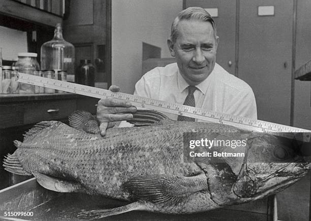 Loren P. Woods, curator of fish, of the Field Museum of Natural History with an extremely rare fish called the coelacanth recently caught off the...