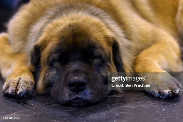Leonberger sleeps on the floor on the third day of Crufts 2016 on March 12, 2016 in Birmingham, England. First held in 1891, Crufts is said to be the...