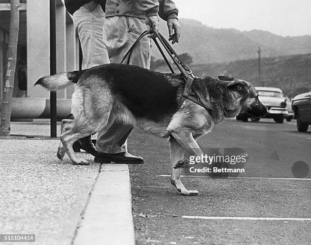 German Shepherd cautiously leads his master across a busy intersection here. It is one of the dogs trained by Ray Underwood, a 28-year-old...