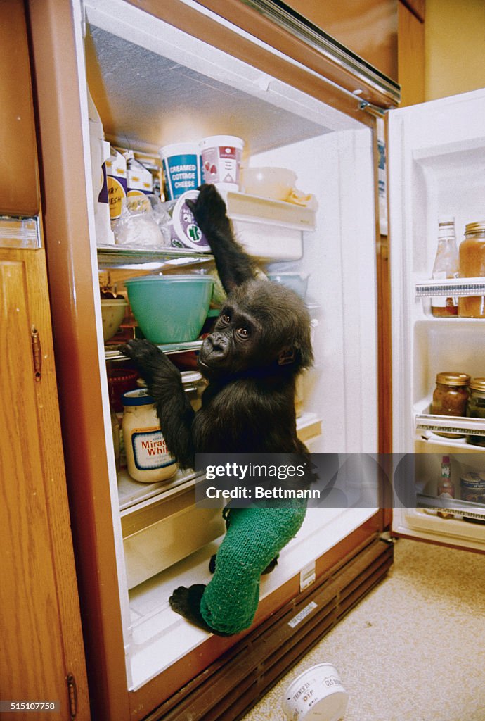 Gorilla Helping Himself at Refrigerator