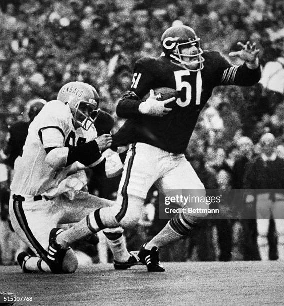 Bears' middle linebacker, Dick Butkus, a fullback in his high school days, tucks away the football and carries for a 6-yard gain after intercepting a...