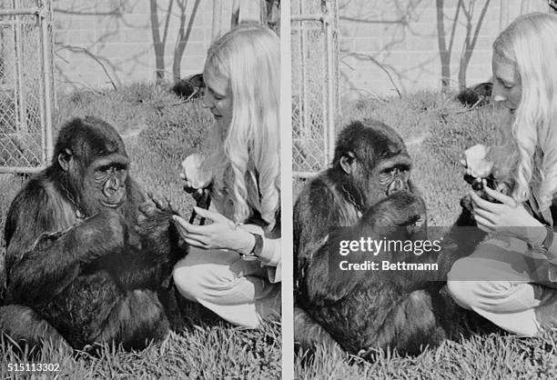 Koko, now 3-1/2, has learned 120 sign language signals. Miss Patterson, a Stanford student working on her PH.D., chose sing language for Koko because...