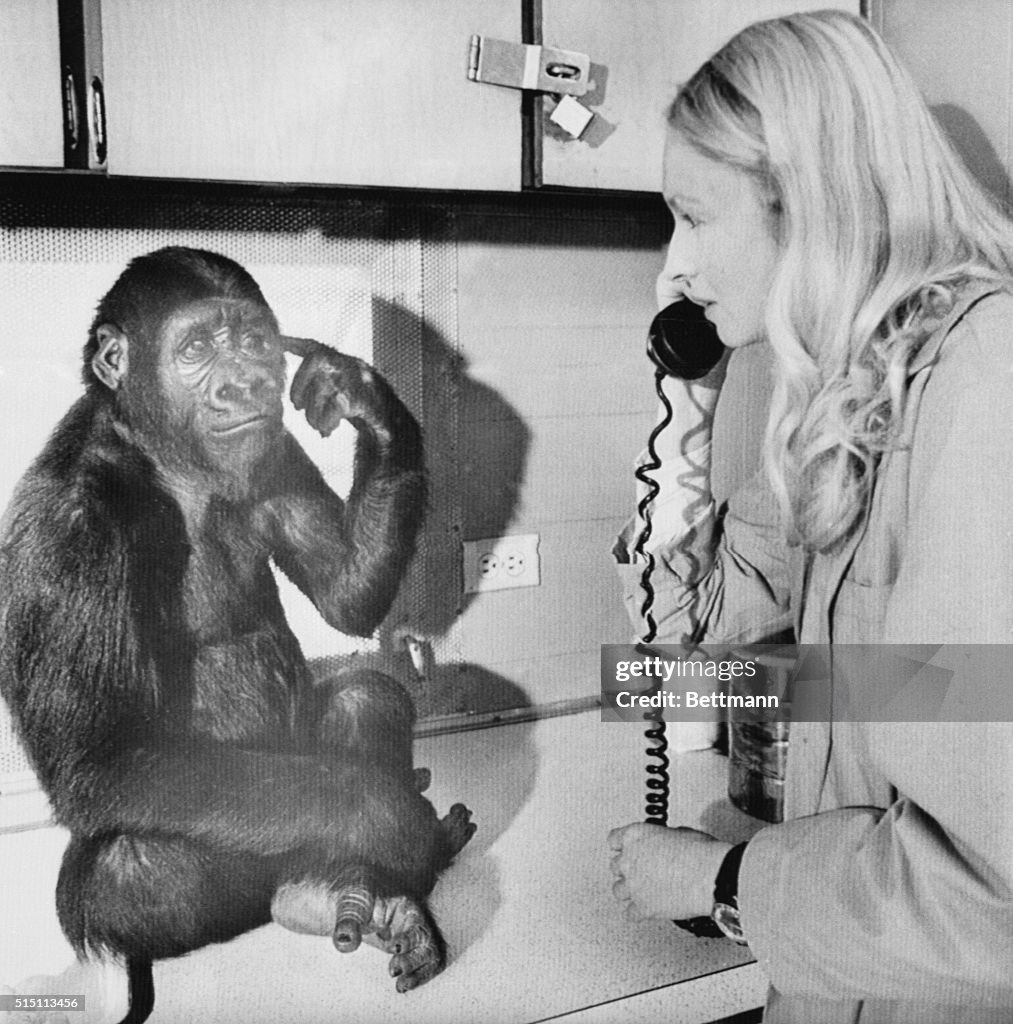 Penny Patterson with Koko the Gorilla