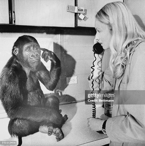 "You key there me cookie." With that sign language, Koko the gorilla tells her mentor; 28-year old graduate student Penny Patterson, to get the key,...