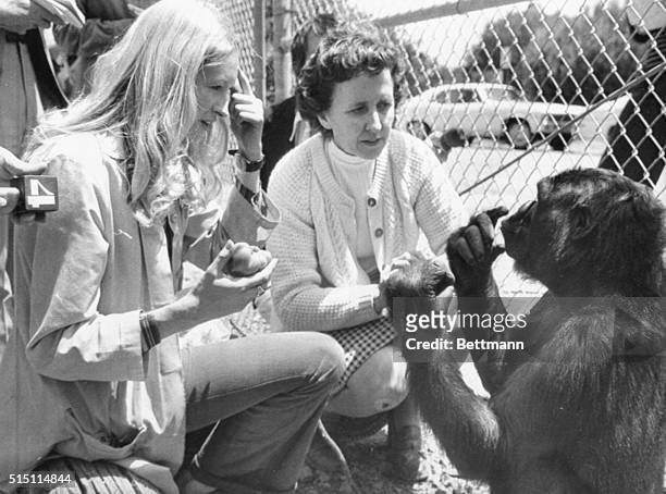 Koko, a four and a half year old gorilla, who has been taught some sign language, made her debut her 5/19. At left Francine "Penny" Patterson,...