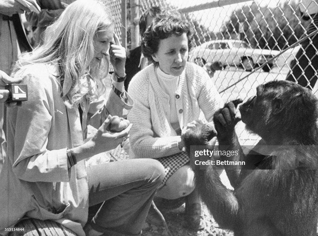 Penny Patterson with Koko the Gorilla and June Monroe