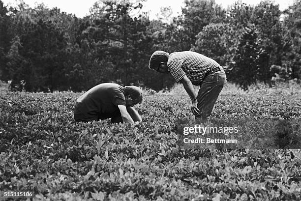 President Jimmy Carter crouches in a peanut patch with his brother Billy Carter, on the Carter farm in Plains, Georgia.